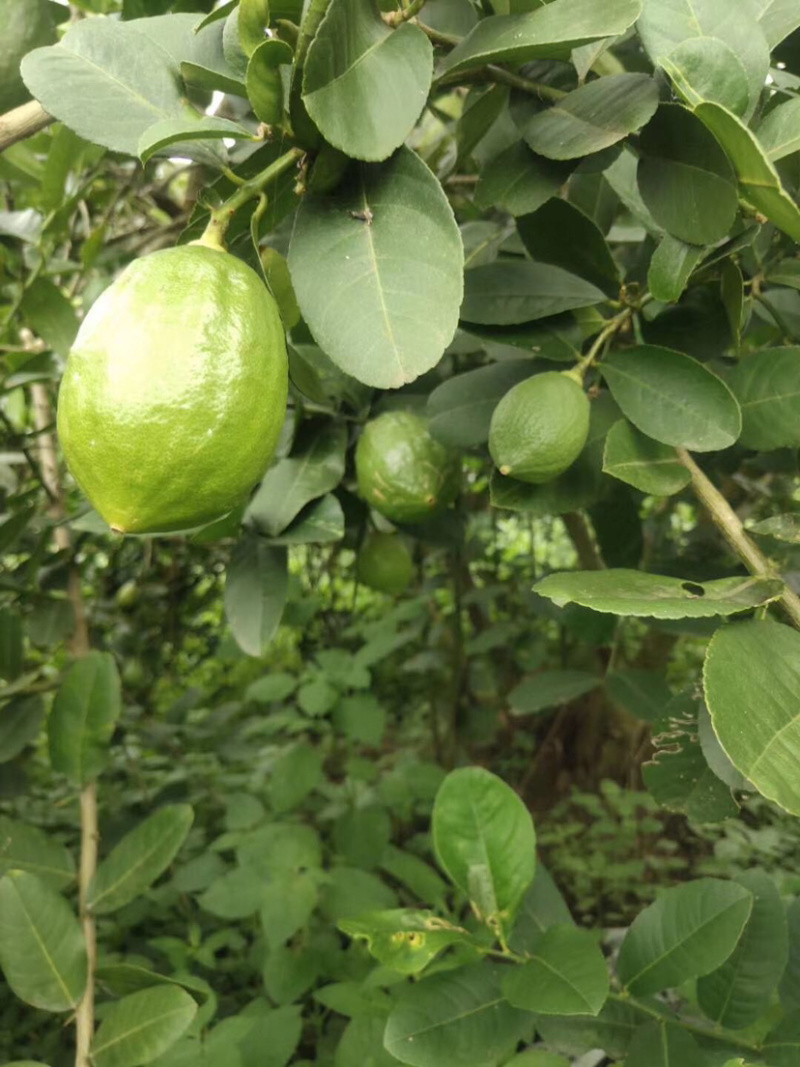 香水柠檬一级果非常漂亮