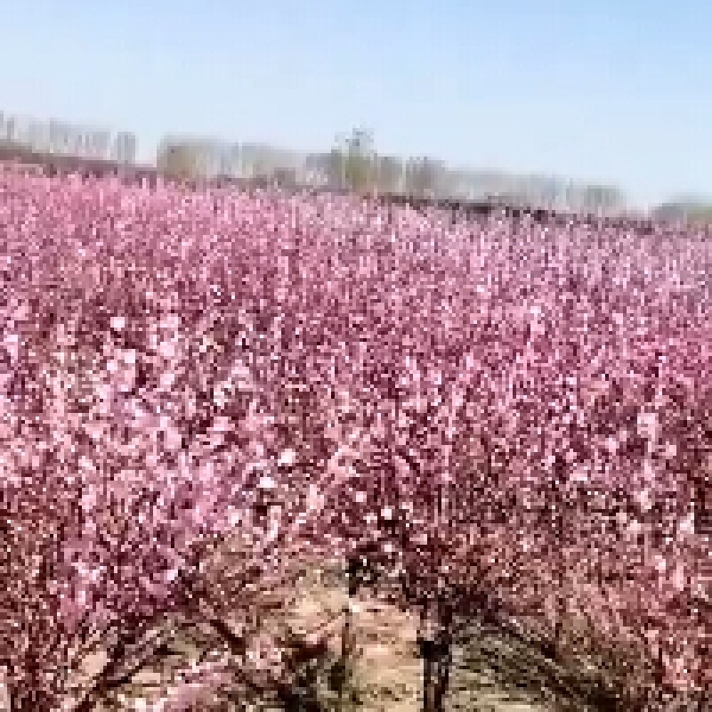 红梅8公分，质量保证，现定现挖