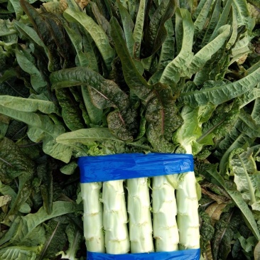 《红尖叶》莴苣质量保证货源充足！！