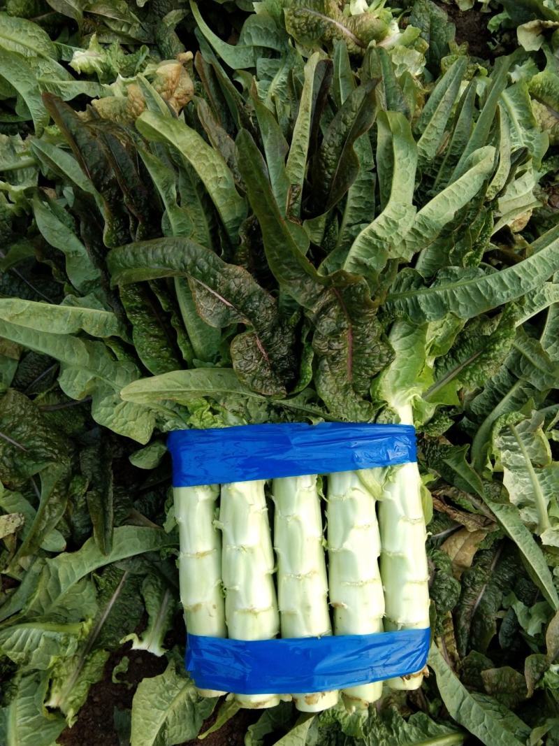 《红尖叶》莴苣质量保证货源充足！！