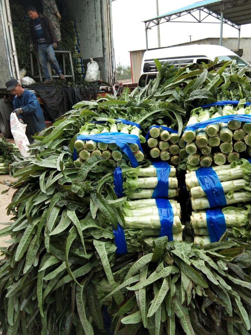 《红尖叶》莴苣质量保证货源充足！！