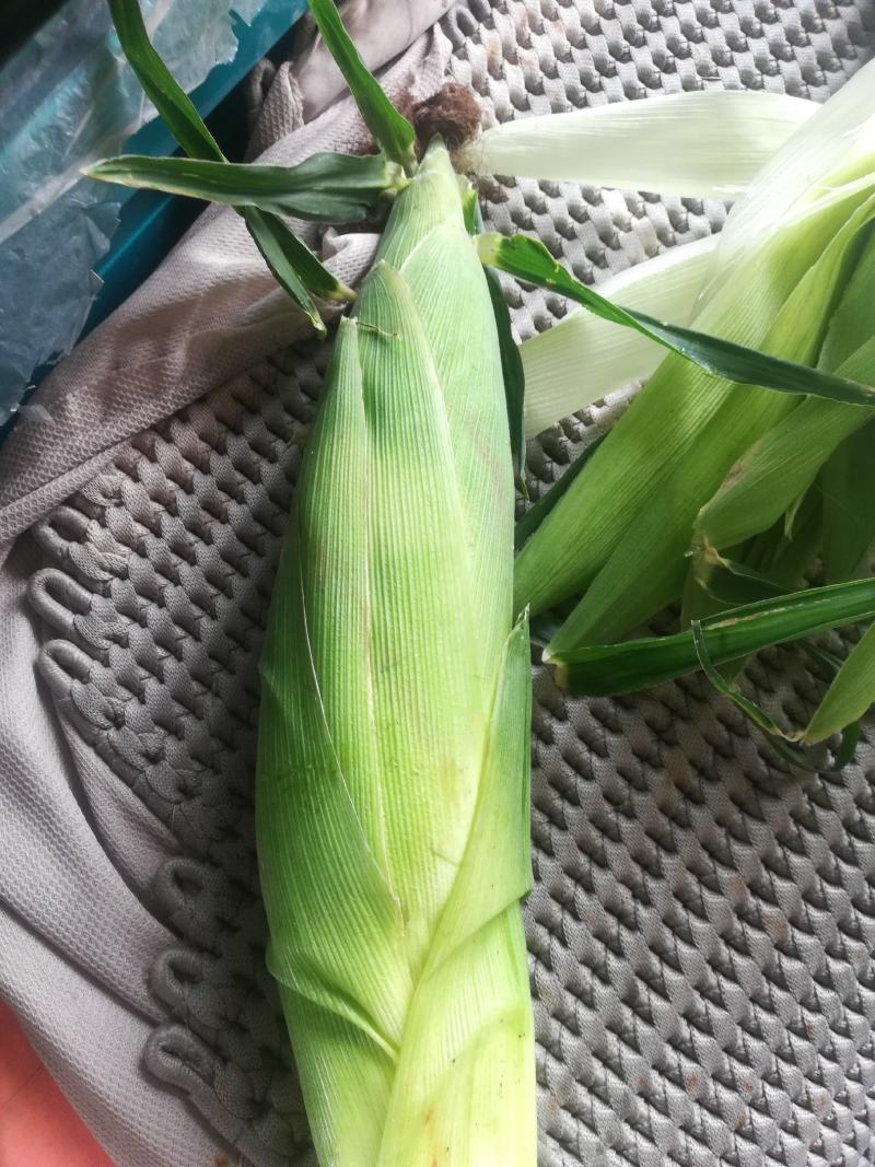美玉27，美玉18基地，保质保量极速发货价！！！！