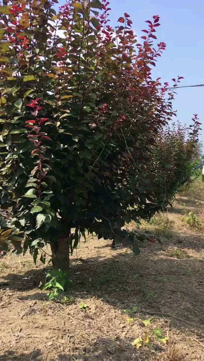 美人梅12公分，规格齐全，质量保证