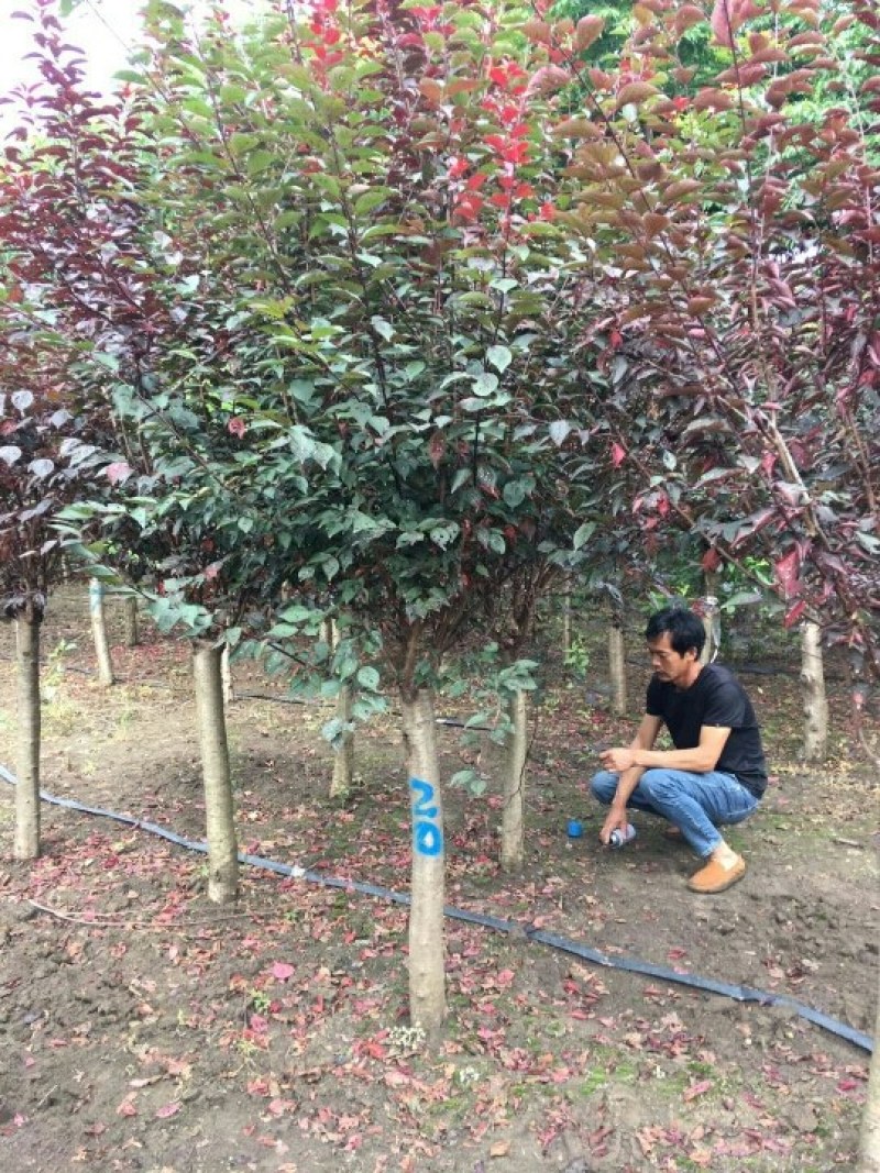 美人梅12公分，规格齐全，质量保证