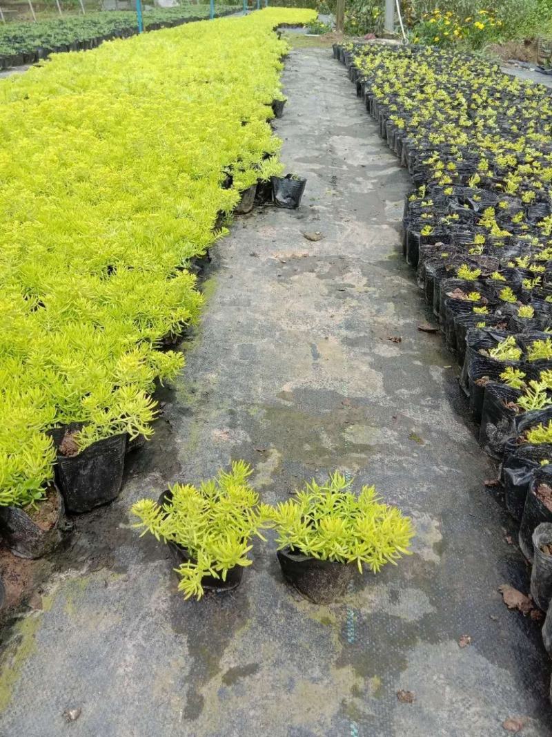鼠尾草，草花地被，景观设计