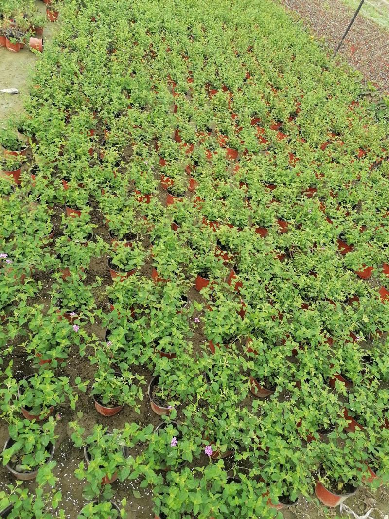 出售紫花马缨丹，紫花马缨丹杯苗，成都紫花马缨丹