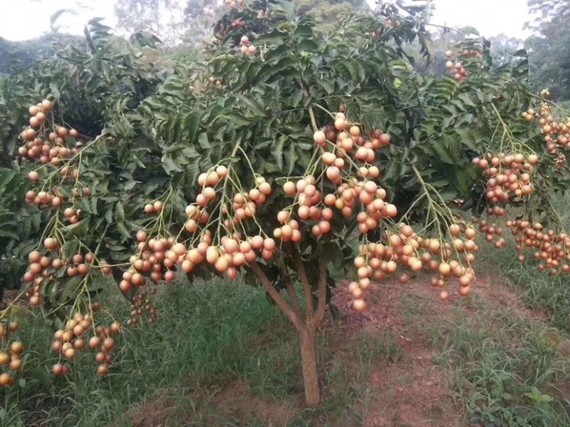 正品嫁接香蜜黑黄皮苗，鸡心黄皮，结果快，耐寒品种