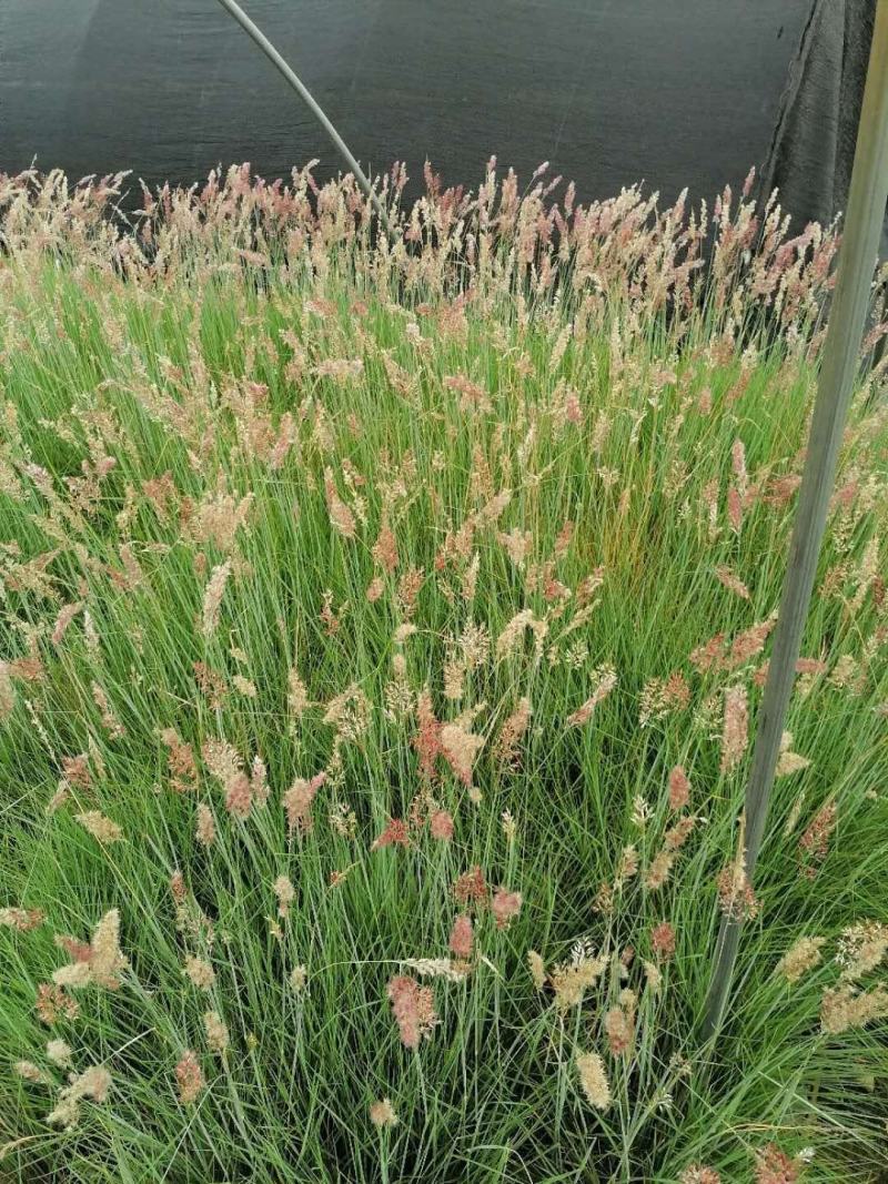 出售精品糖蜜草，糖蜜草杯苗，成都精品糖蜜草