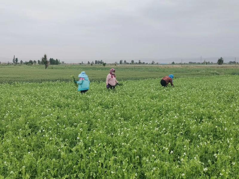 台湾水果豌豆种台湾粒粒甜，荚大荚长粒粒甜美味爽口