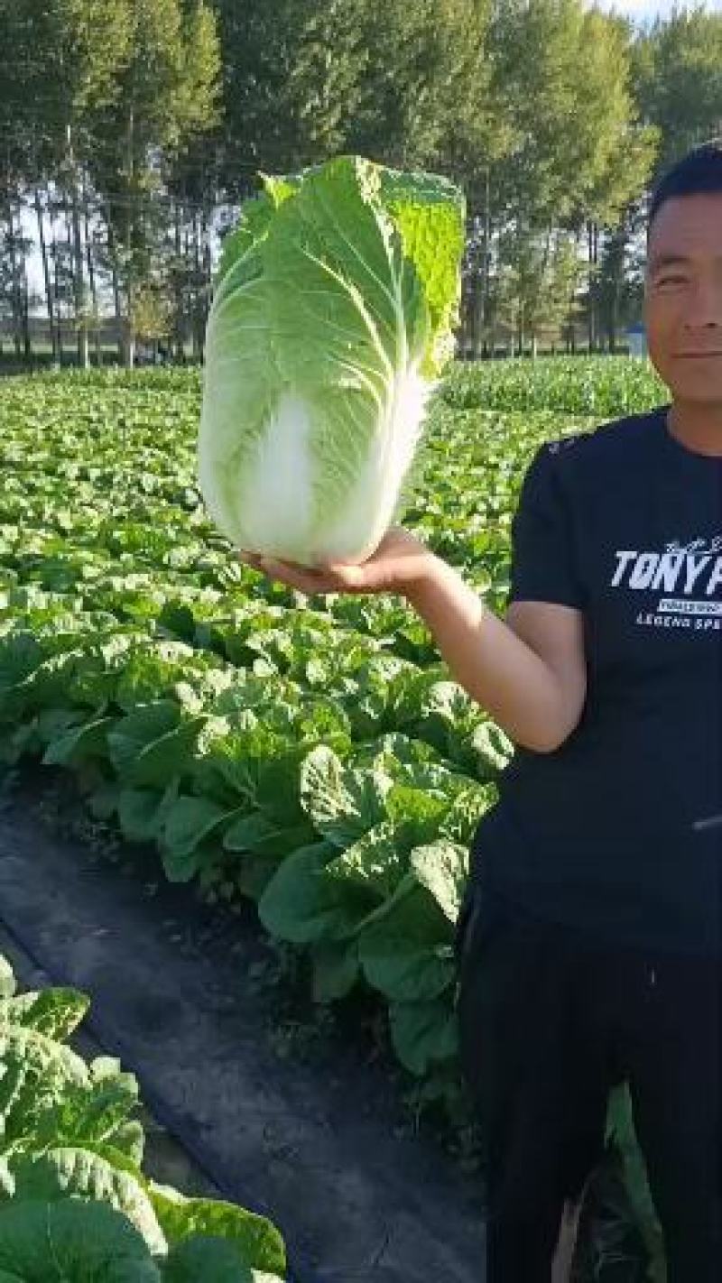 东北黄心大白菜大量上巿产地直销有需要的联系我
