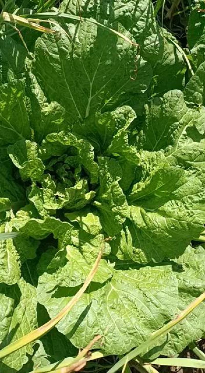 东北黄心大白菜大量上巿产地直销有需要的联系我