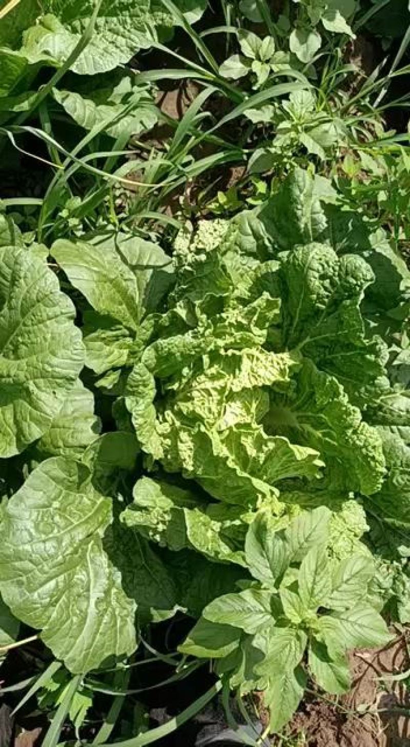 东北黄心大白菜大量上巿产地直销有需要的联系我