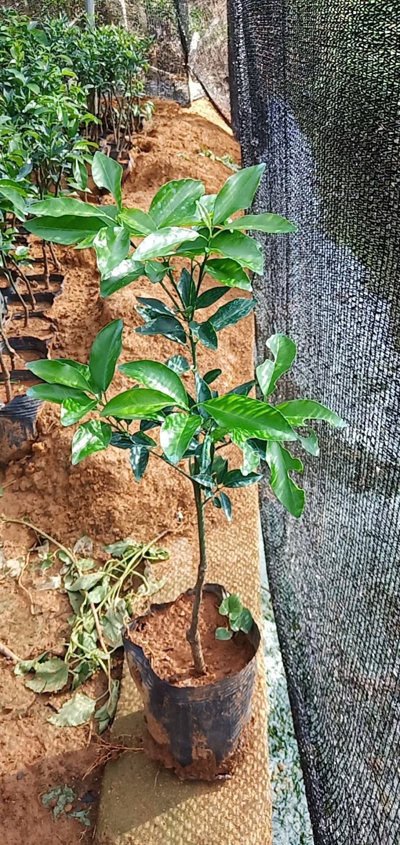 精品枳壳沃柑苗杯苗价格美丽欢迎选购！