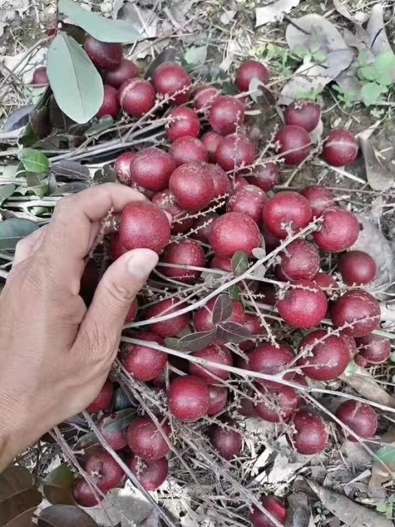 正品红皮龙眼苗核小肉厚反季节结果