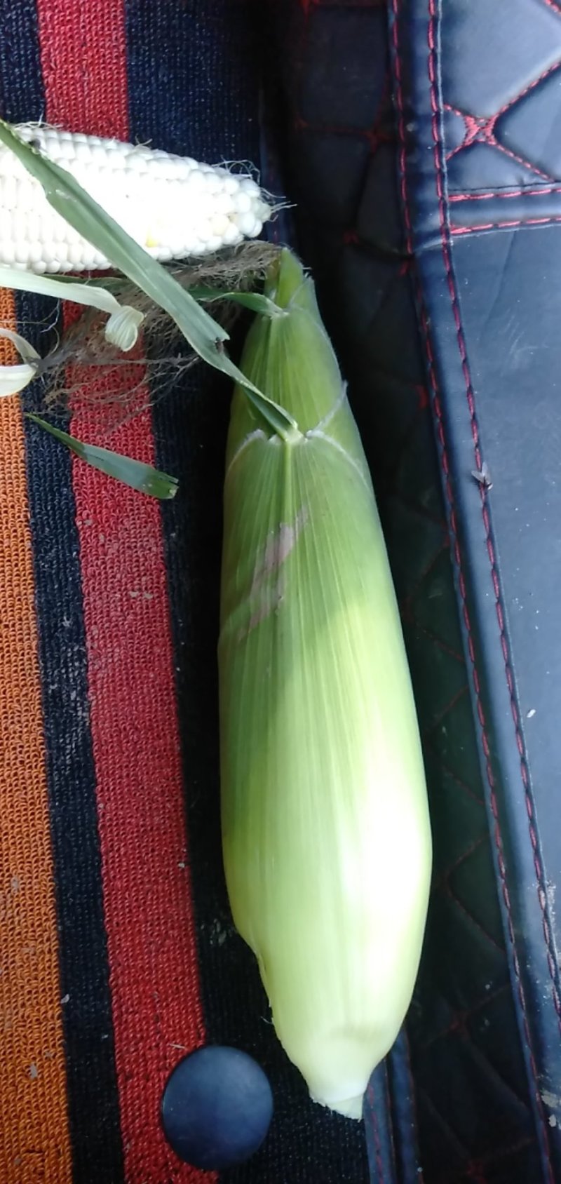 万糯玉米