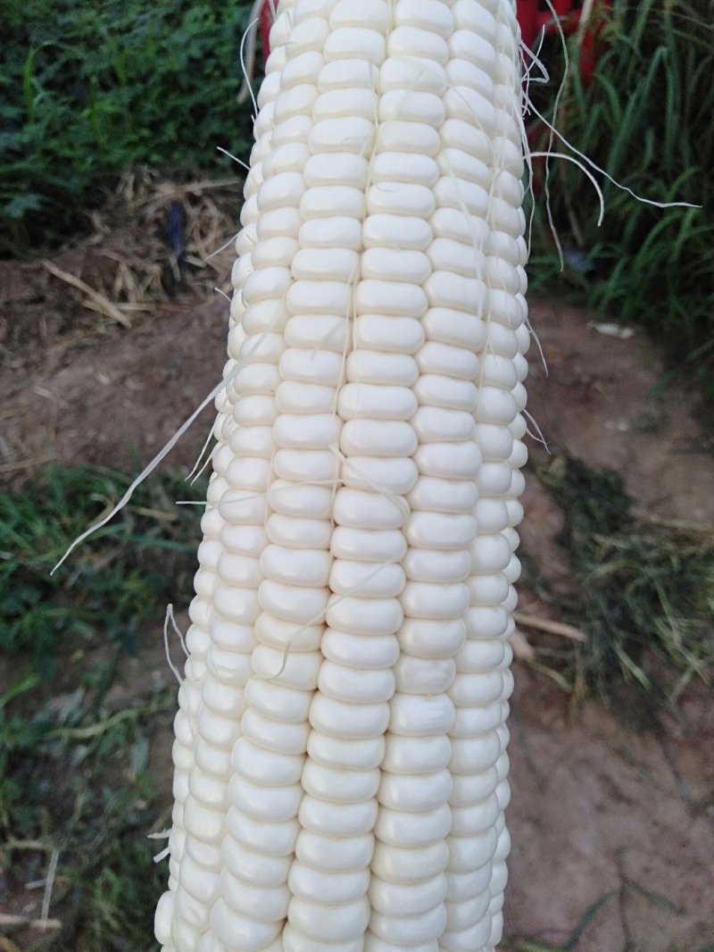 万糯玉米