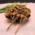 全蝎淡干各种规格蝎子清水低盐各种规格正品保证