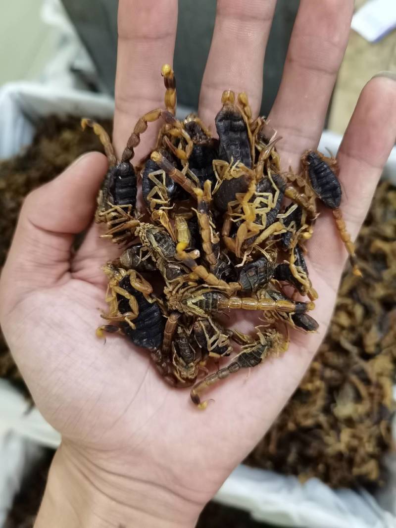 全蝎淡干各种规格蝎子清水低盐各种规格正品保证