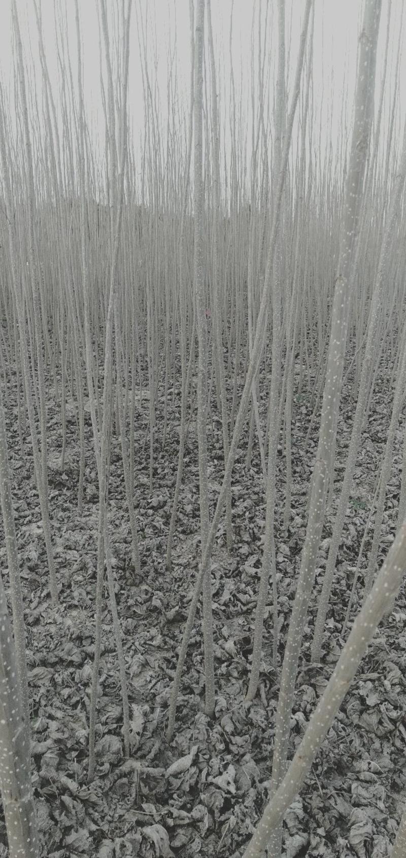 春节正常发货基地大量批发杨树苗1米到五米规格齐全