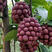 布福娜黑老虎苗，耐寒品种，南北方适合种植