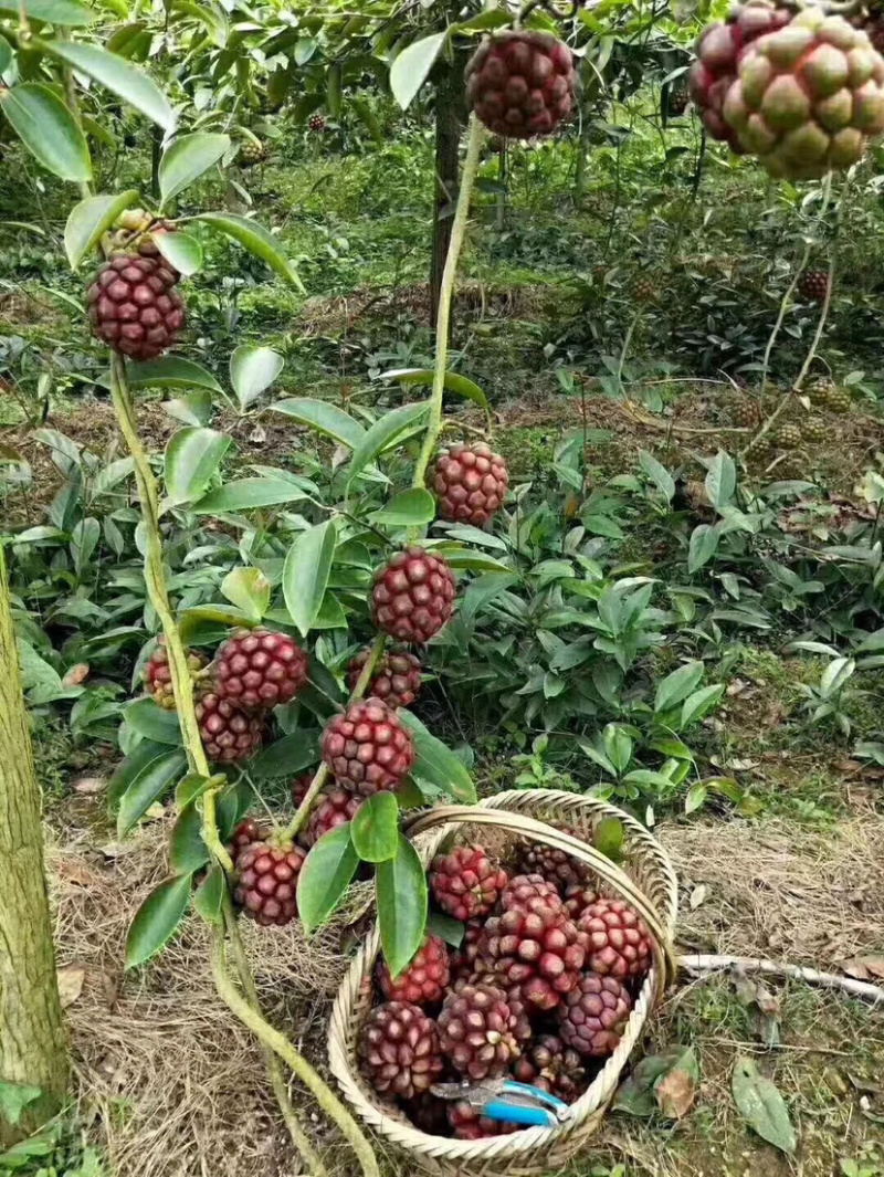 布福娜黑老虎苗，耐寒品种，南北方适合种植