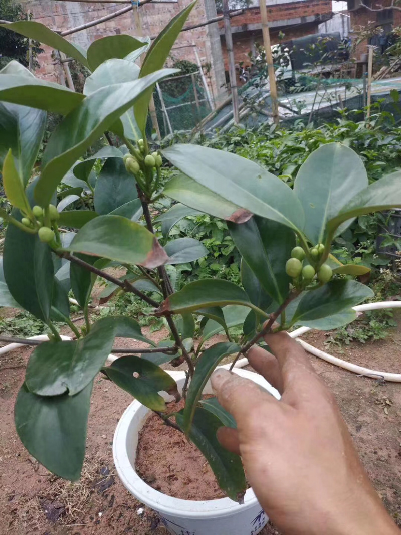布福娜黑老虎苗，耐寒品种，南北方适合种植