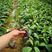 布福娜黑老虎苗，耐寒品种，南北方适合种植