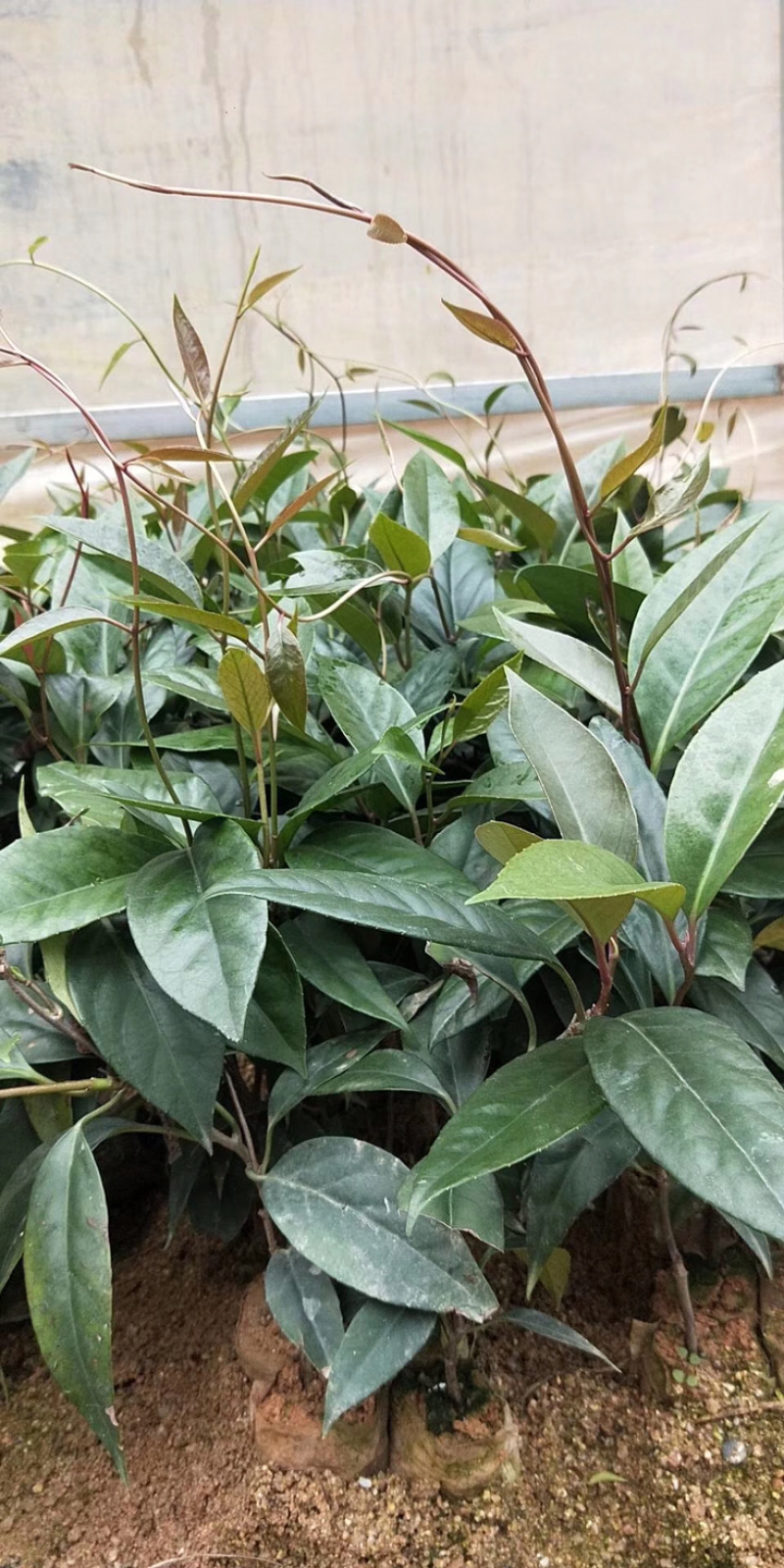 布福娜黑老虎苗，耐寒品种，南北方适合种植