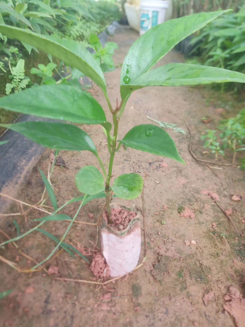布福娜黑老虎苗，耐寒品种，南北方适合种植
