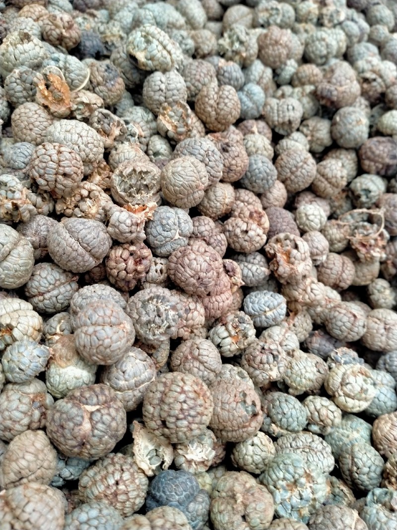 草蔻、草豆蔻规格齐全产地直销一手货源价格优！