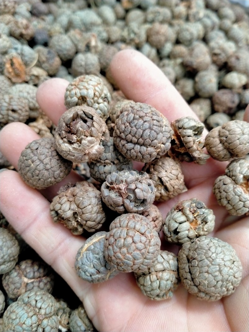 草蔻、草豆蔻规格齐全产地直销一手货源价格优！