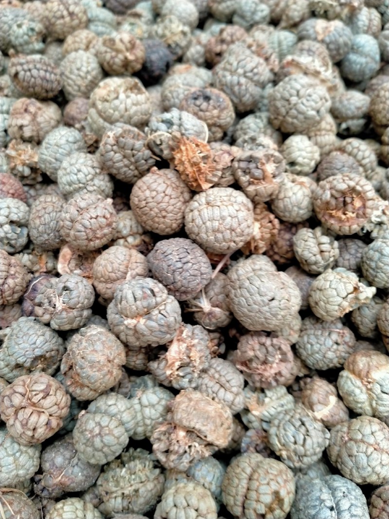 草蔻、草豆蔻规格齐全产地直销一手货源价格优！