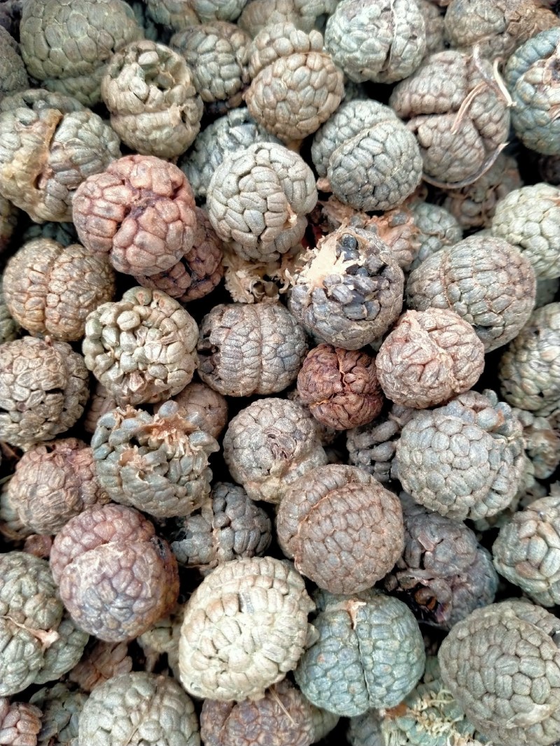 草蔻、草豆蔻规格齐全产地直销一手货源价格优！