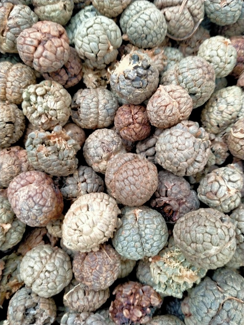 草蔻、草豆蔻规格齐全产地直销一手货源价格优！