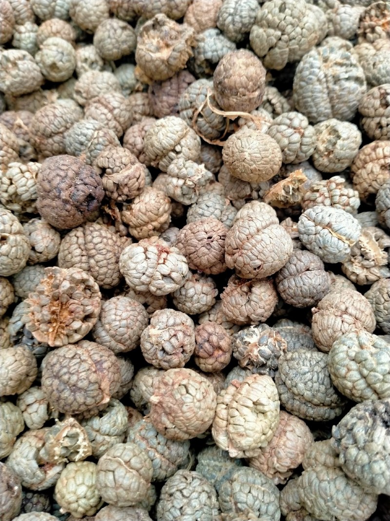 草蔻、草豆蔻规格齐全产地直销一手货源价格优！