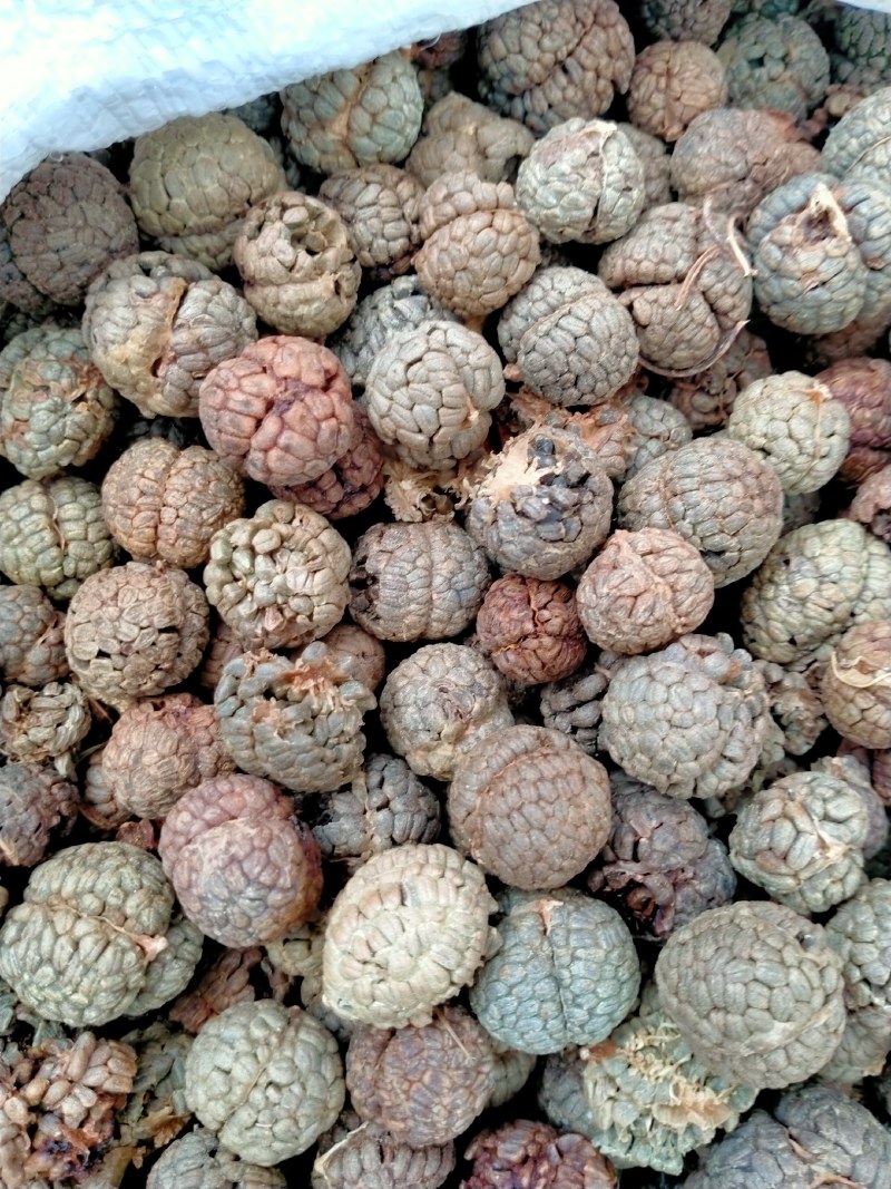 草蔻、草豆蔻规格齐全产地直销一手货源价格优！