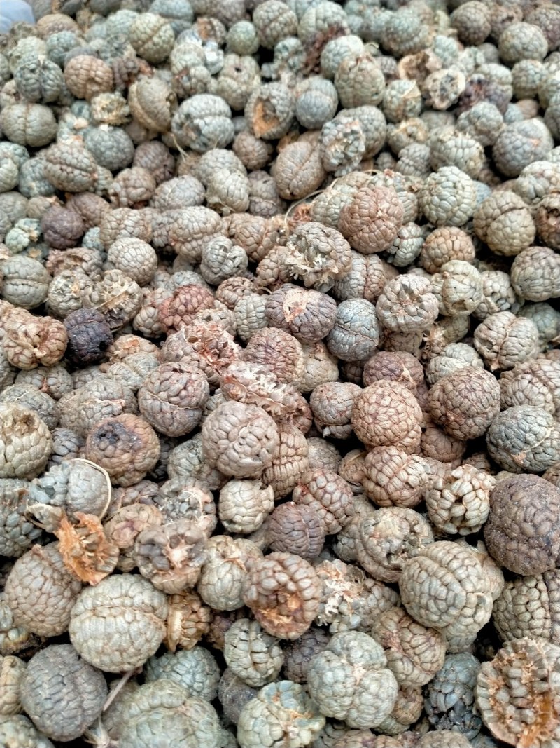 草蔻、草豆蔻规格齐全产地直销一手货源价格优！