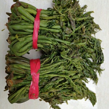 保鲜香椿芽，纯野生，露头栽种