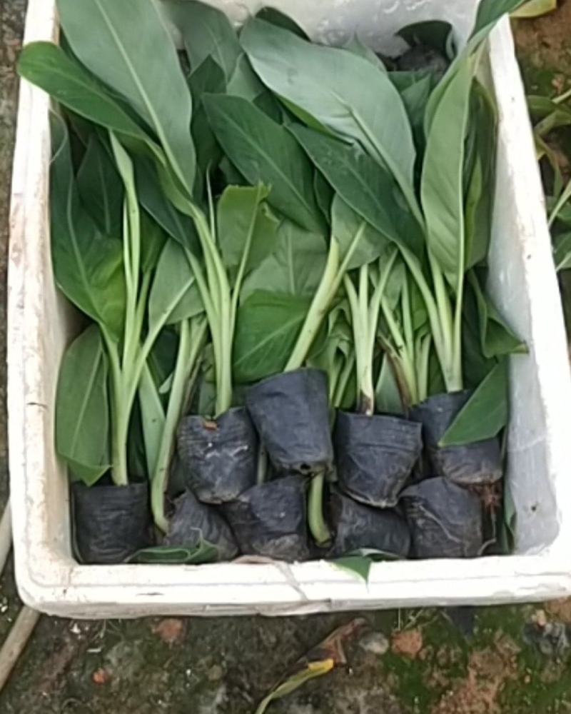 【苗圃直发】香蕉苗广西红香蕉苗专业技术培育欢迎选购