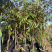 正品嫁接金枕榴莲苗，猫山王榴莲苗，大小规格都有