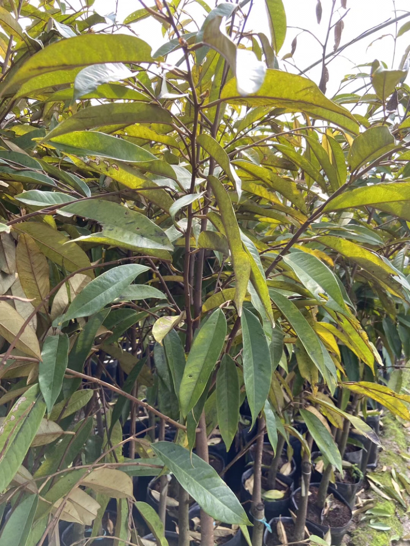 正品嫁接金枕榴莲苗，猫山王榴莲苗，大小规格都有
