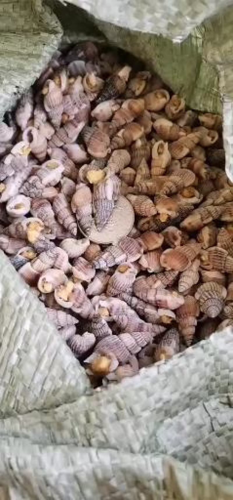 鲜活熟冻海锥海螺丝速冻海瓜子鲜活速冻海螺丝海鲜水产贝类