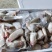 象拔蚌冷冻刺身即食日料食材水产象牙蚌象鼻蚌海鲜粥