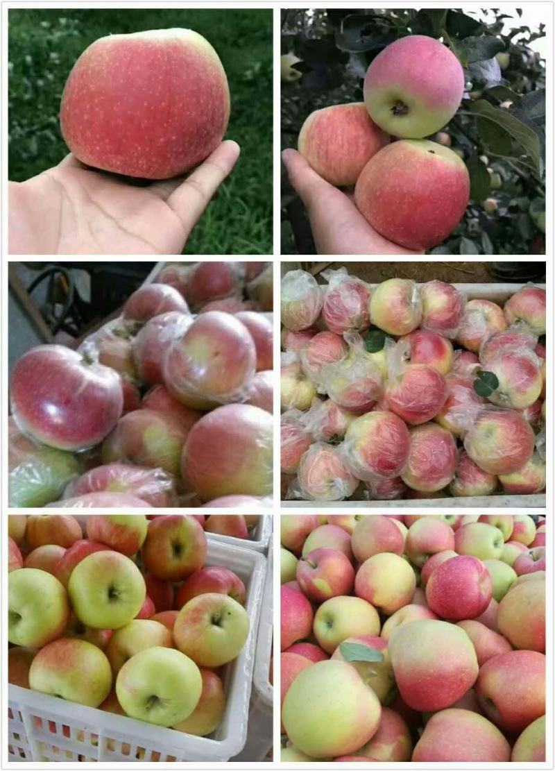 山东美国八号苹果个大色好现摘现装保质保量一手货源