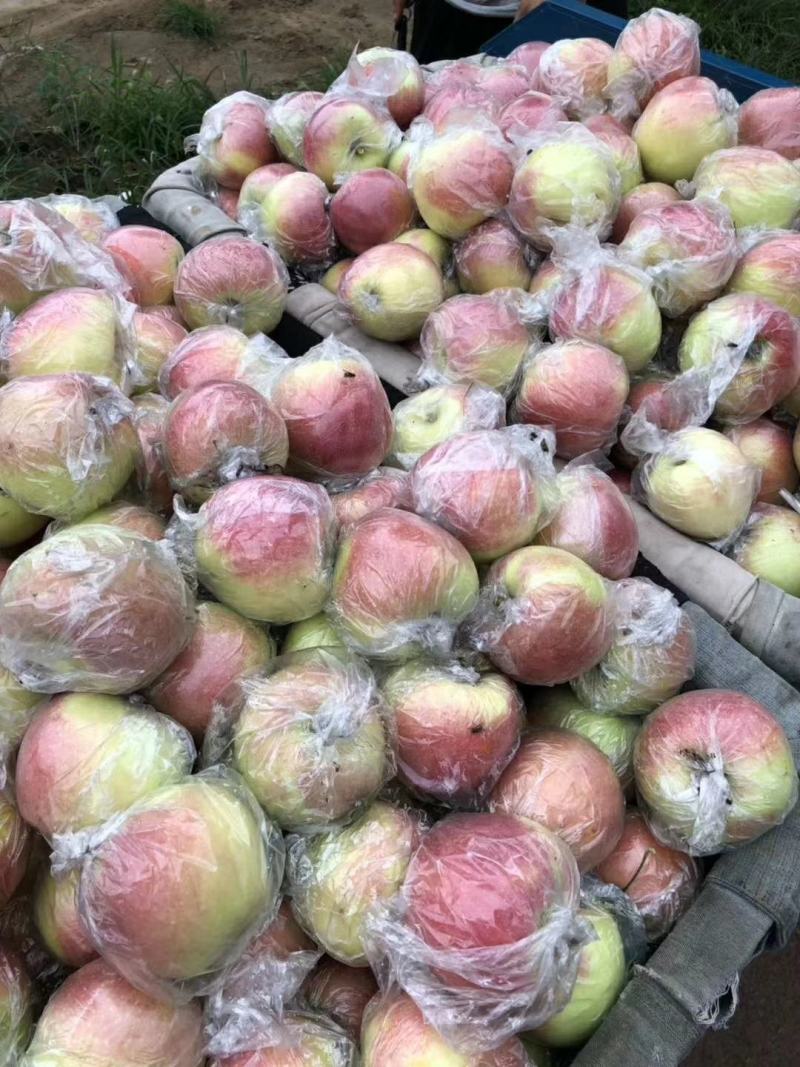 山东美国八号苹果个大色好现摘现装保质保量一手货源