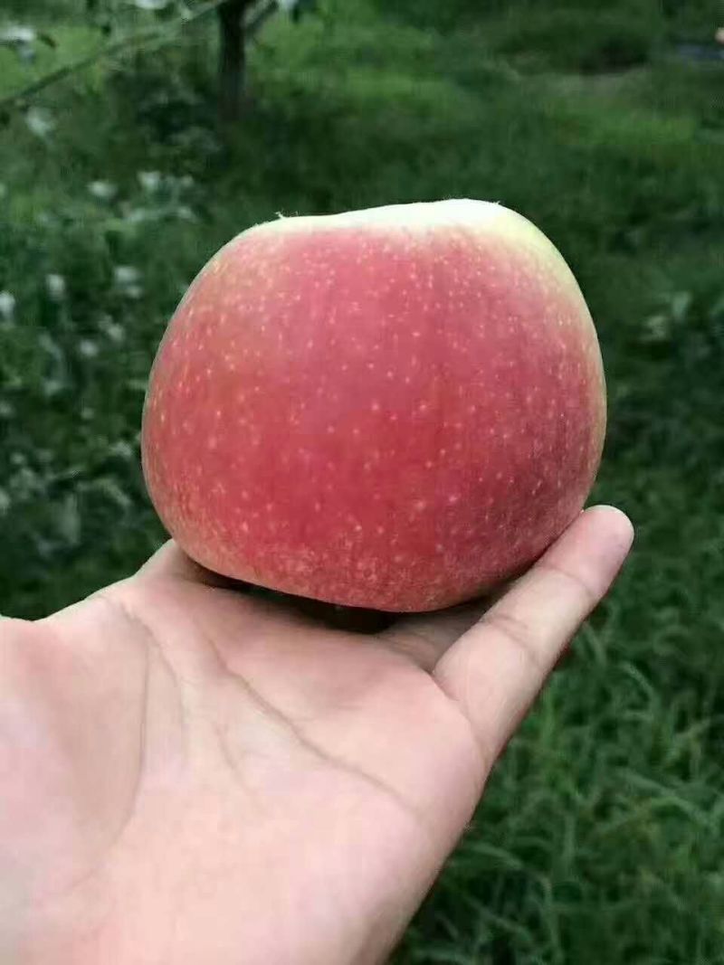 山东美国八号苹果个大色好现摘现装保质保量一手货源