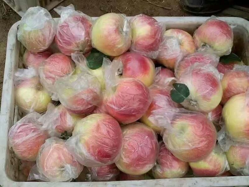 山东美国八号苹果个大色好现摘现装保质保量一手货源