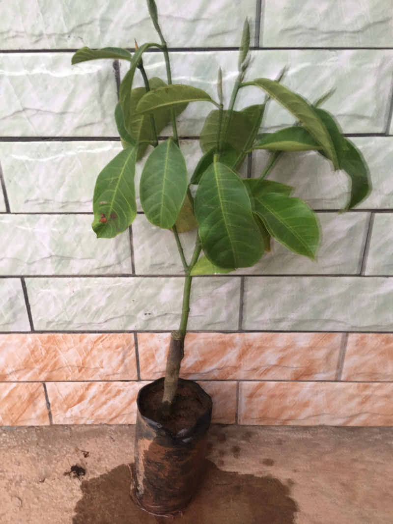 正品嫁接榴莲蜜苗结出果菠萝蜜的外表榴莲的味道就是它了