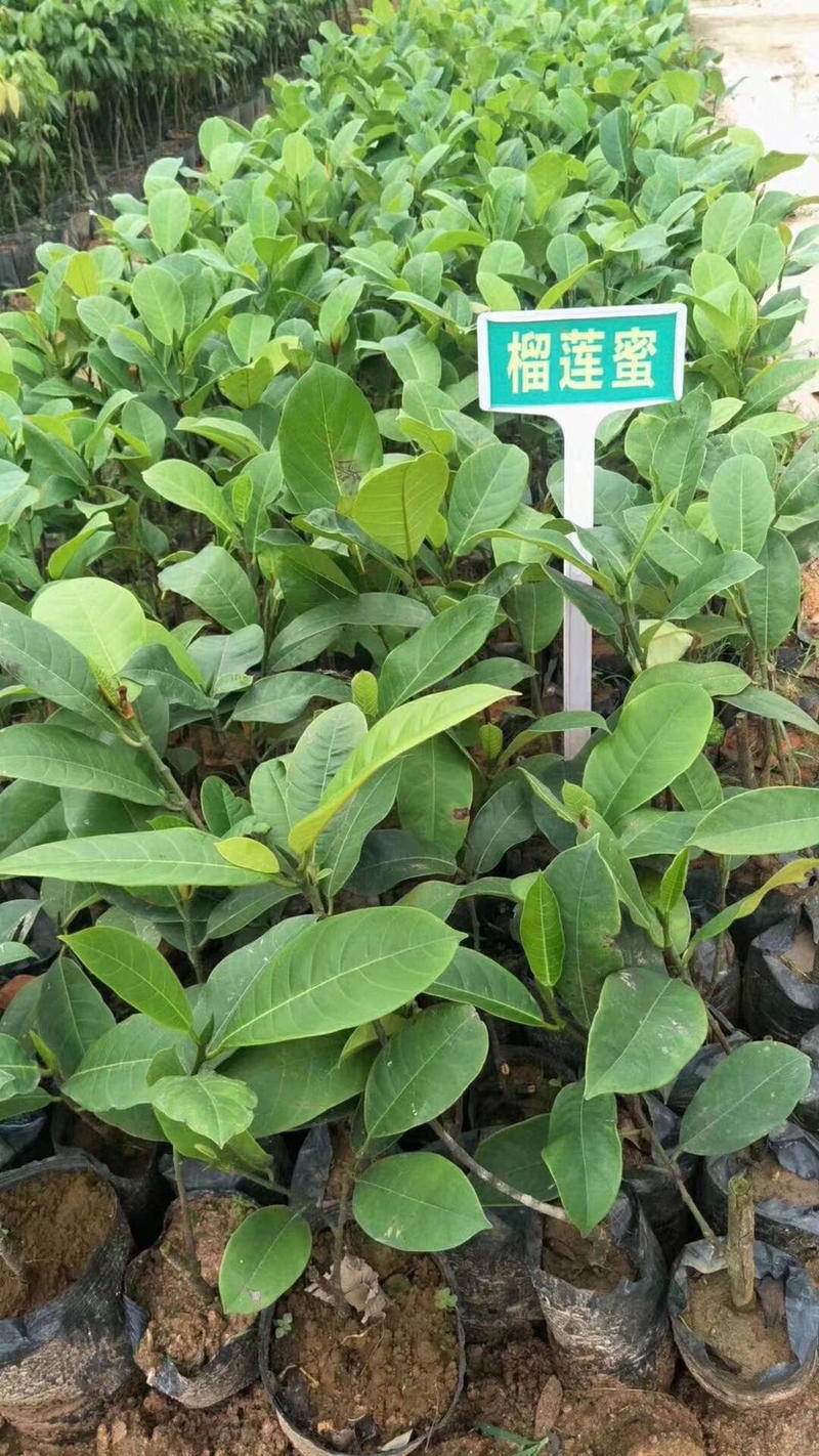 正品嫁接榴莲蜜苗结出果菠萝蜜的外表榴莲的味道就是它了