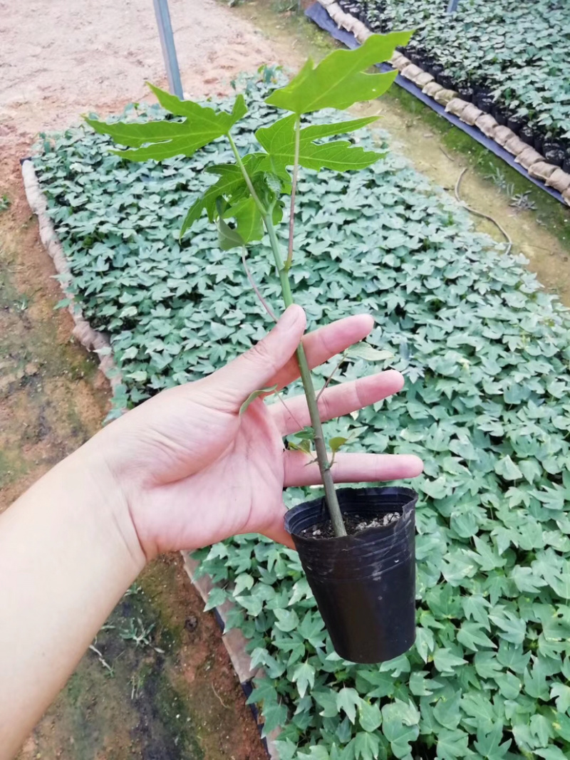 大青红肉木瓜苗，种植4个月后可开花结果